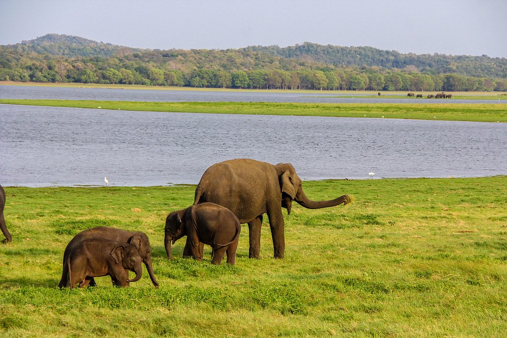 Elephant Gathering